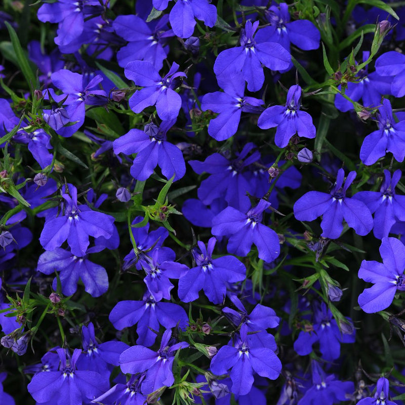 Lobelia Upright Dark Blue Flower Punnet