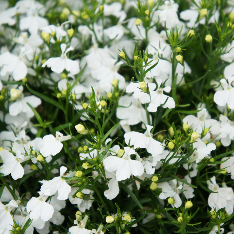 Lobelia Upright White Flower Punnet