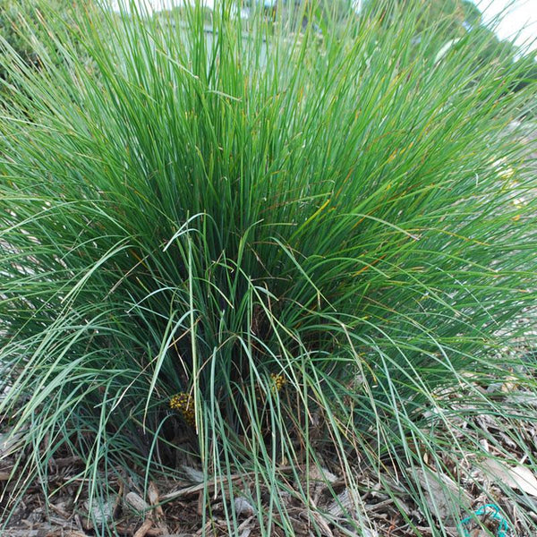 Lomandra Frosty Tops  - 1.9L