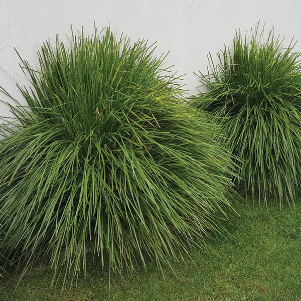 Lomandra