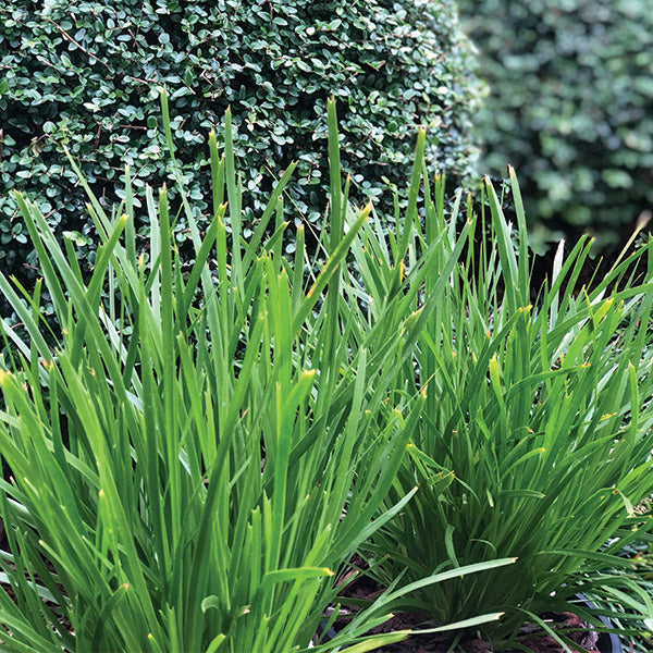 Lomandra Little Tuffy - 1.9L