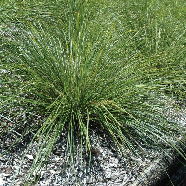 Lomandra Longifolia Verday - 1.5L