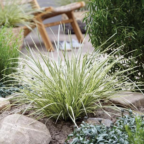 Lomandra White Sands - 1.9L