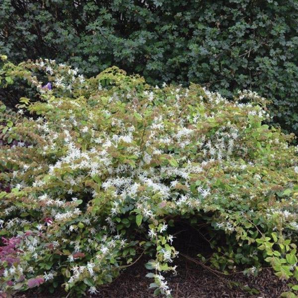 Loropetalum Blonde N Gorgeous - 2.4L