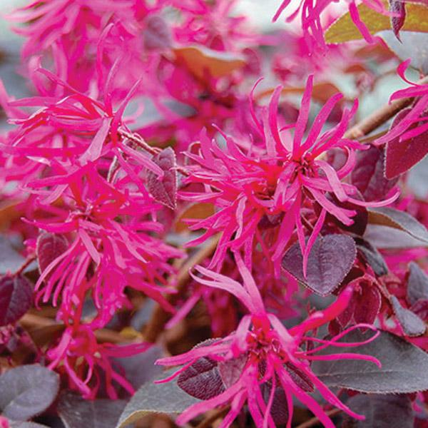 Loropetalum Plum Gorgeous - 2.4L