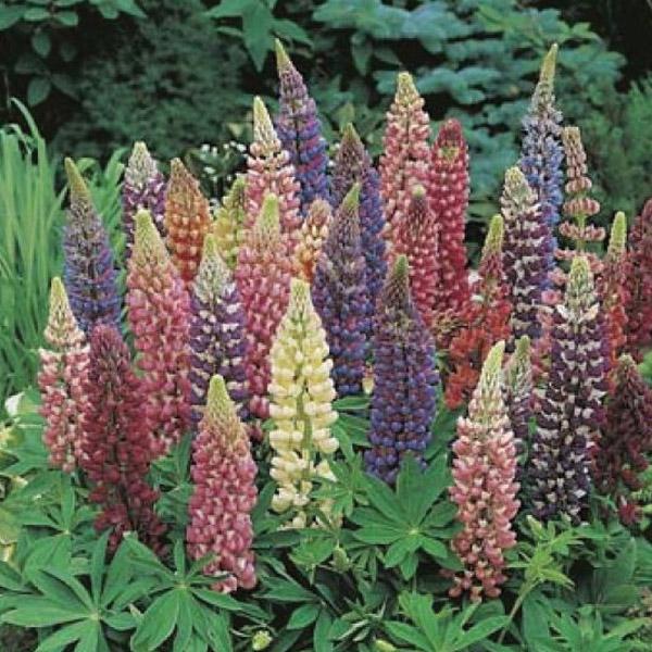 Lupin Gallery Mix Seed