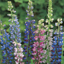 Lupin Hartwegeii Mixed