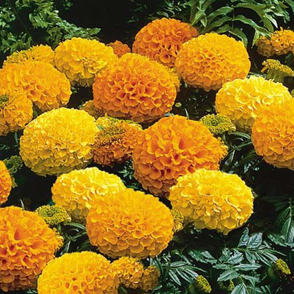 Marigold Antigua Mix Flower Punnet