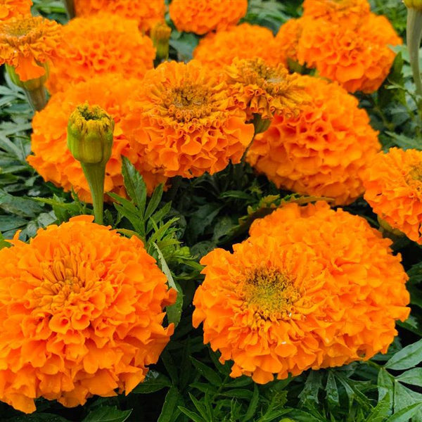 Marigold Antigua Orange Flower Punnet