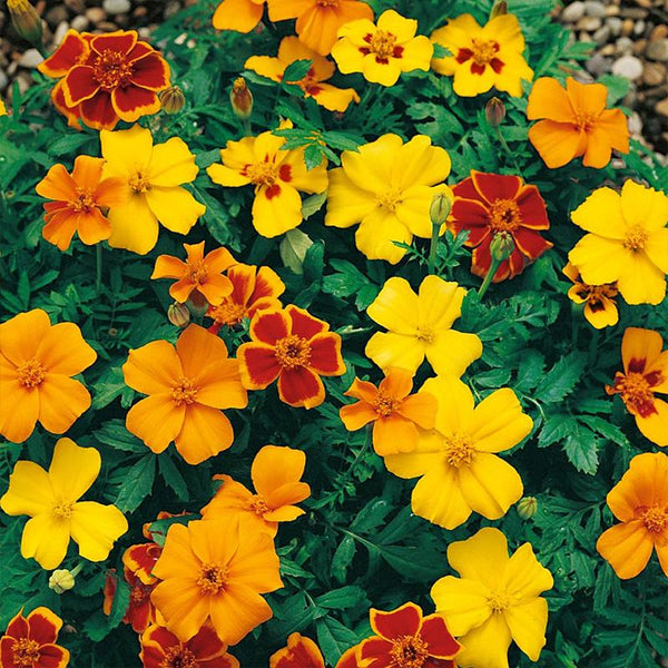 Marigold Disco Mix Flower Punnet
