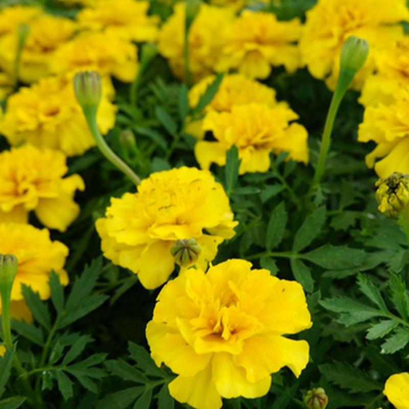Marigold Dwarf Yellow Flower Punnet