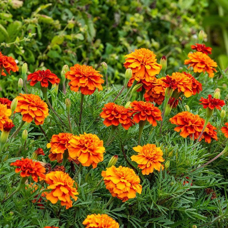Marigold Fireball Flower Punnet