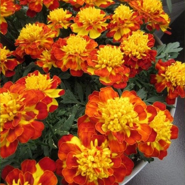 Marigold Flamenco Flower Punnet