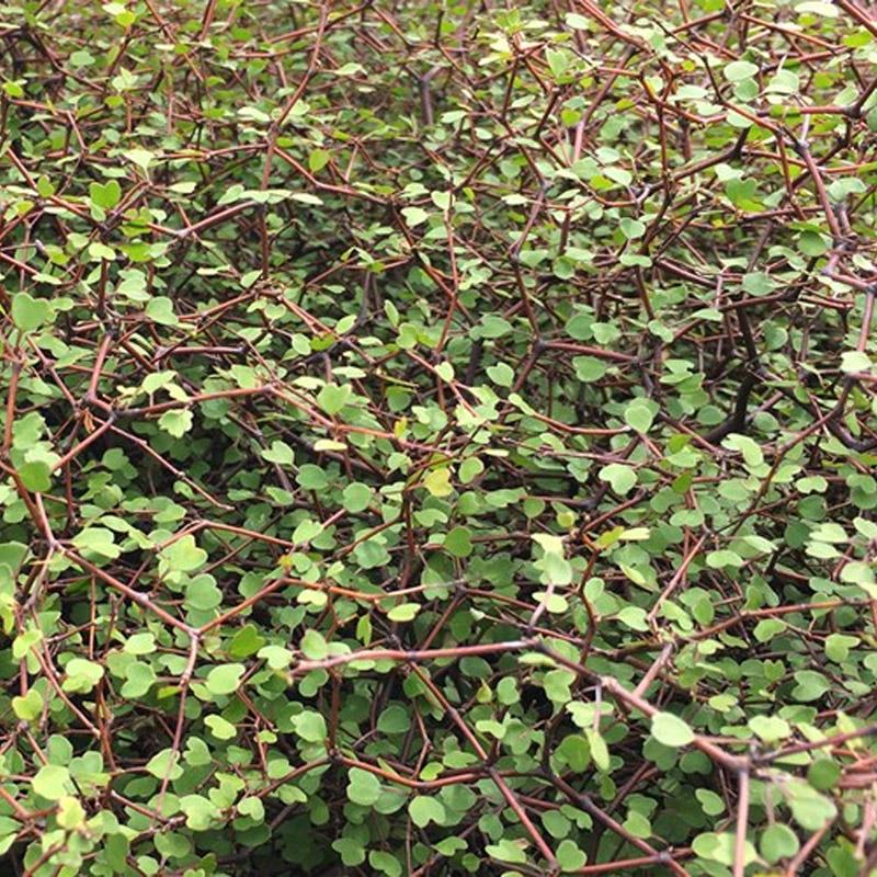 Muehlenbeckia Astonii - 2.4L