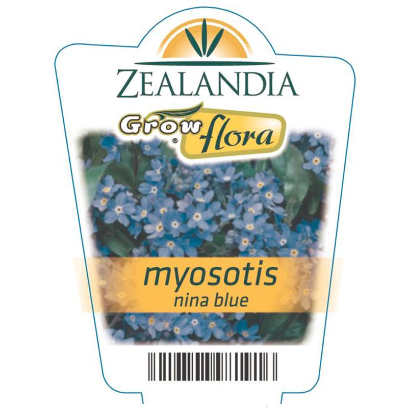Myosotis Nina Blue Flower Punnet