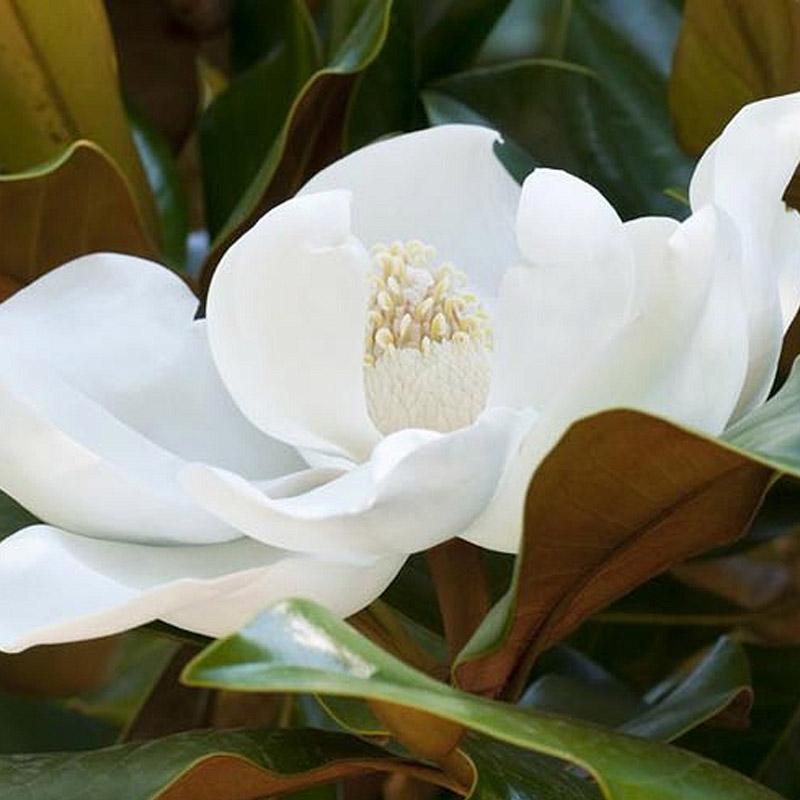 Magnolia Grand Kay Parris - 4.7L