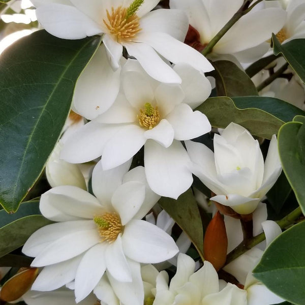 Magnolia Fairy White - 2.5L