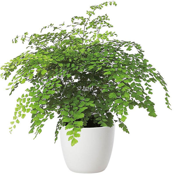 Adiantum Cuneatum (Maidenhair Fern) - 14cm