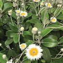 Native Marlborough Rock Daisy Yates