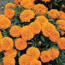 Marigold Cupid Mix