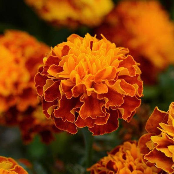 Marigold Dwarf Fire Flower Punnet