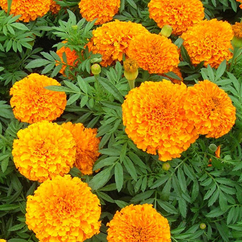 Marigold Dwarf Orange Flower Punnet