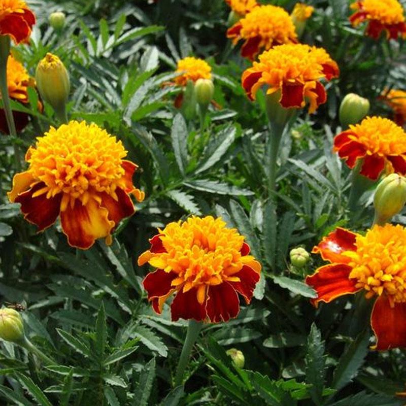 Marigold Dwarf Red Yellow Flower Punnet