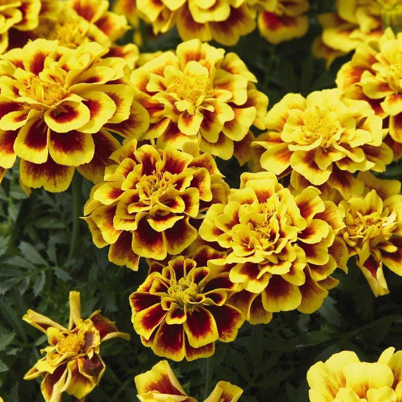 Marigold Dwarf Yellow Fire Flower Punnet
