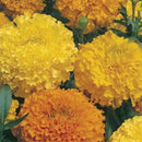 Marigold Crackerjack Seed