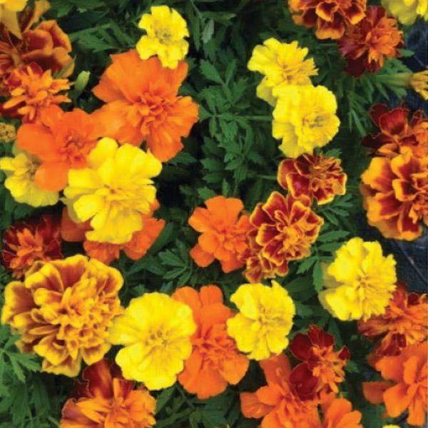 Marigold Dwarf Mix Flower Punnet