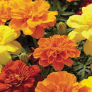 Marigold Safari Mixture
