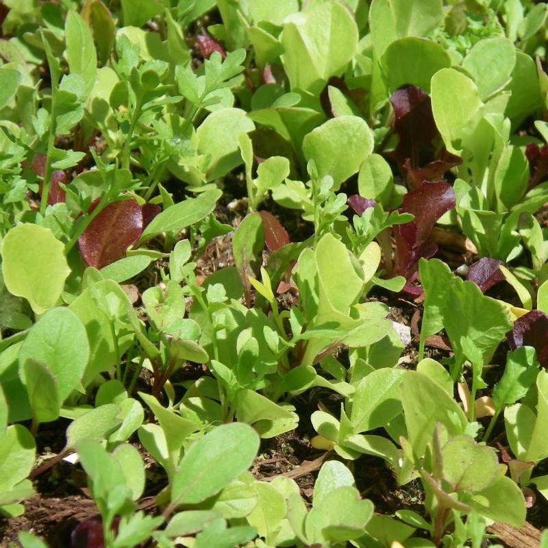 Mesclun Salad  - 10CM