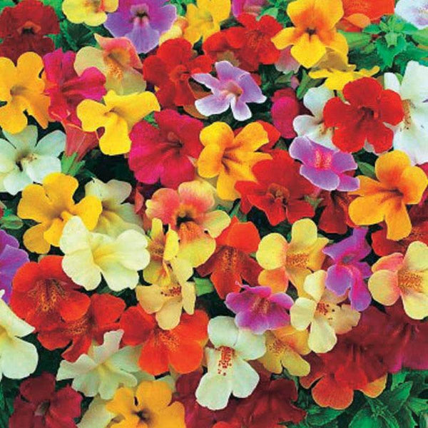Mimulus Mix Flower Punnet