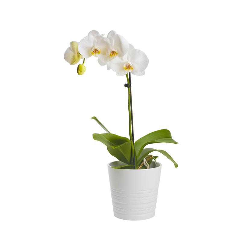 Phalaenopsis Mini In Ceramic Pot - 9CM
