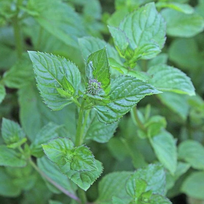 Mint Basil  - 10CM
