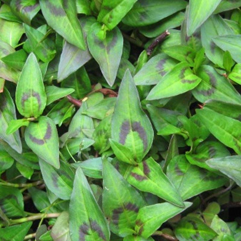 Mint Vietnamese 10CM