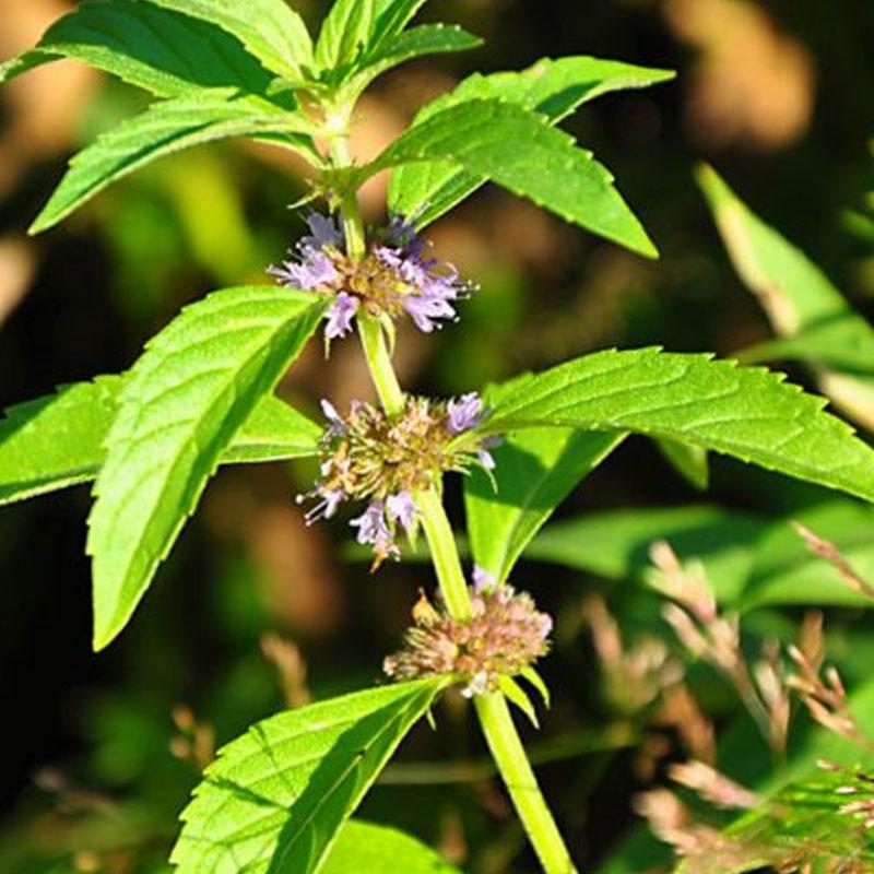 Mint Wild - 12.5CM