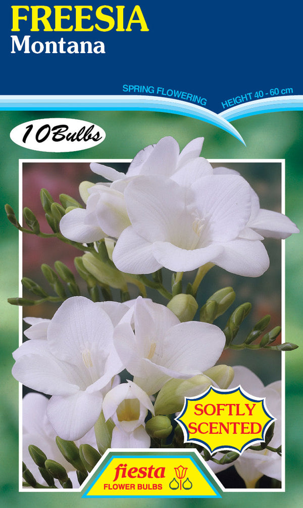 Freesia Montana 10PK