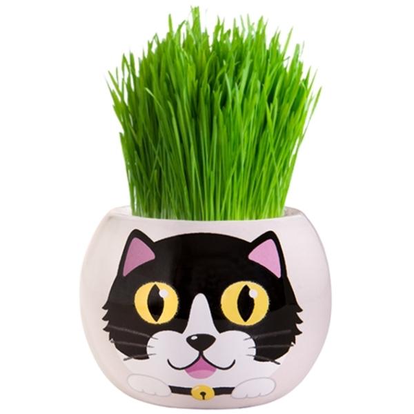 Mr Fothergills Grow Kit Kitten Grass Hair Checkers