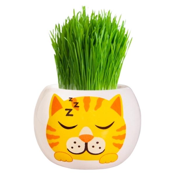 Mr Fothergills Grow Kit Kitten Grass Hair Ginger