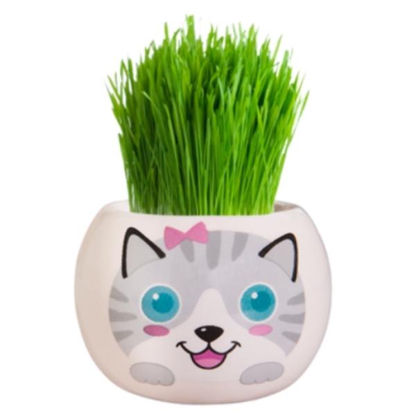 Mr Fothergills Grow Kit Kitten Grass Hair - Misty