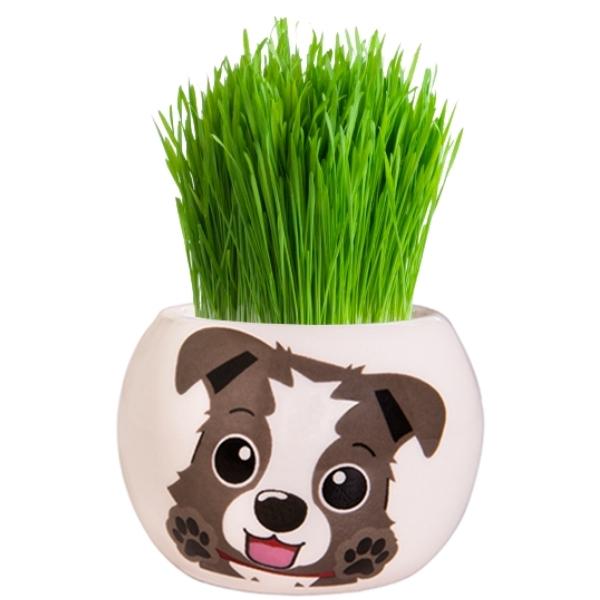 Mr Fothergills Grow Kit Puppy Grass Hair Border Collie