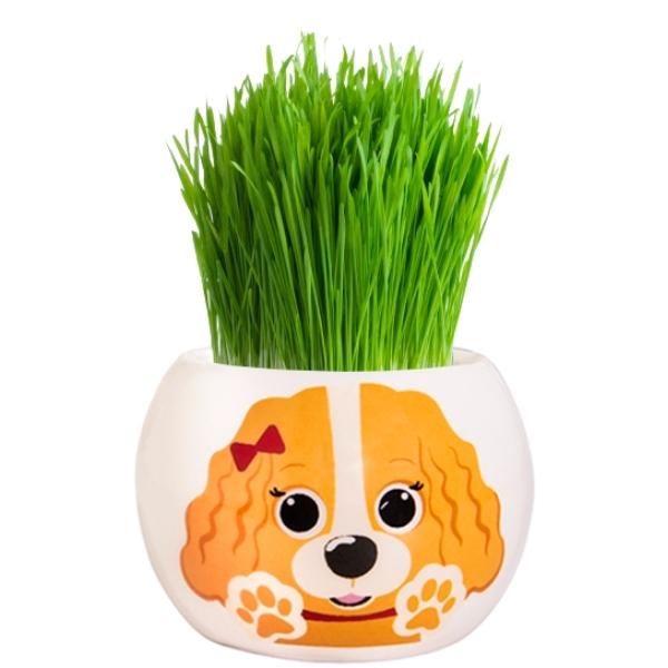 Mr Fothergills Grow Kit Puppy Grass Hair Cavalier