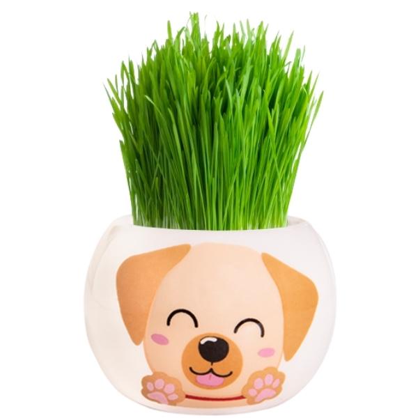 Mr Fothergills Grow Kit Puppy Grass Hair Labrador