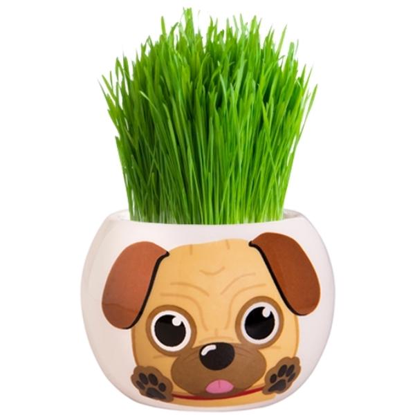 Mr Fothergills Grow Kit Puppy Grass Hair Pug