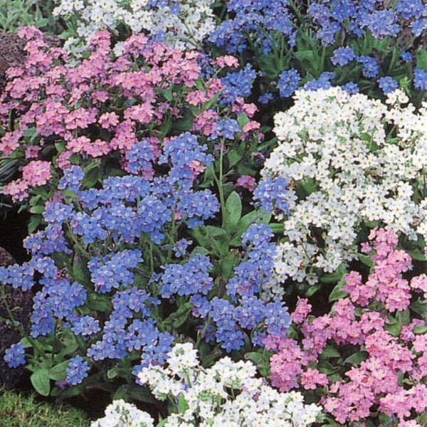 Myosotis Mix Flower Punnet
