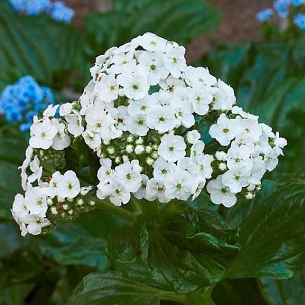 Myosotidium Hortensia Alba - 2.5L