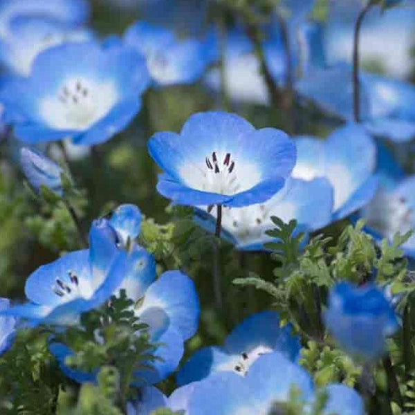 Nemophila Blue Chips Flower Punnet