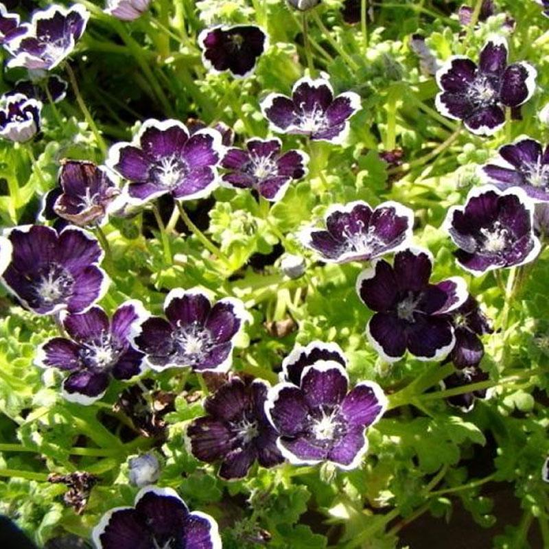 Nemophila Penny Black Flower Punnet
