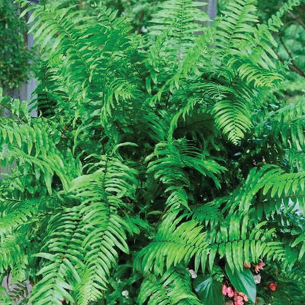 Nephrolepsis Bisrrrata Macho - 2.4L